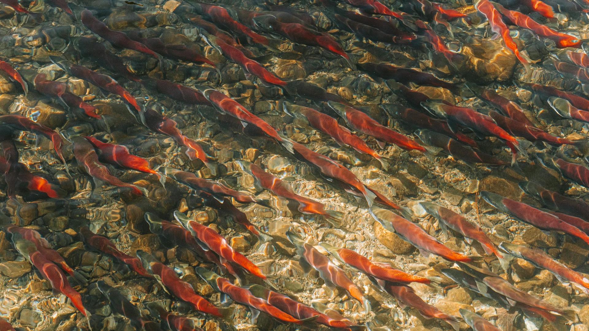 Wild Rose Fish Hatchery Open House to Celebrate Salmon Spawn